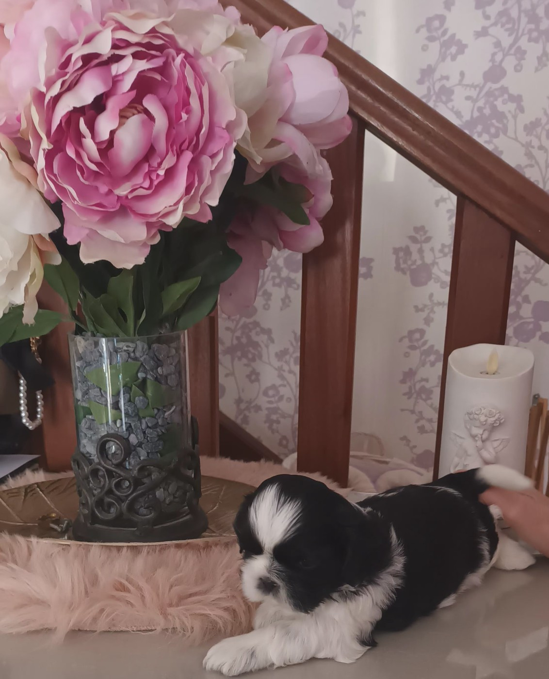 Le Palais De Shanghai - Chiots disponibles - Shih Tzu