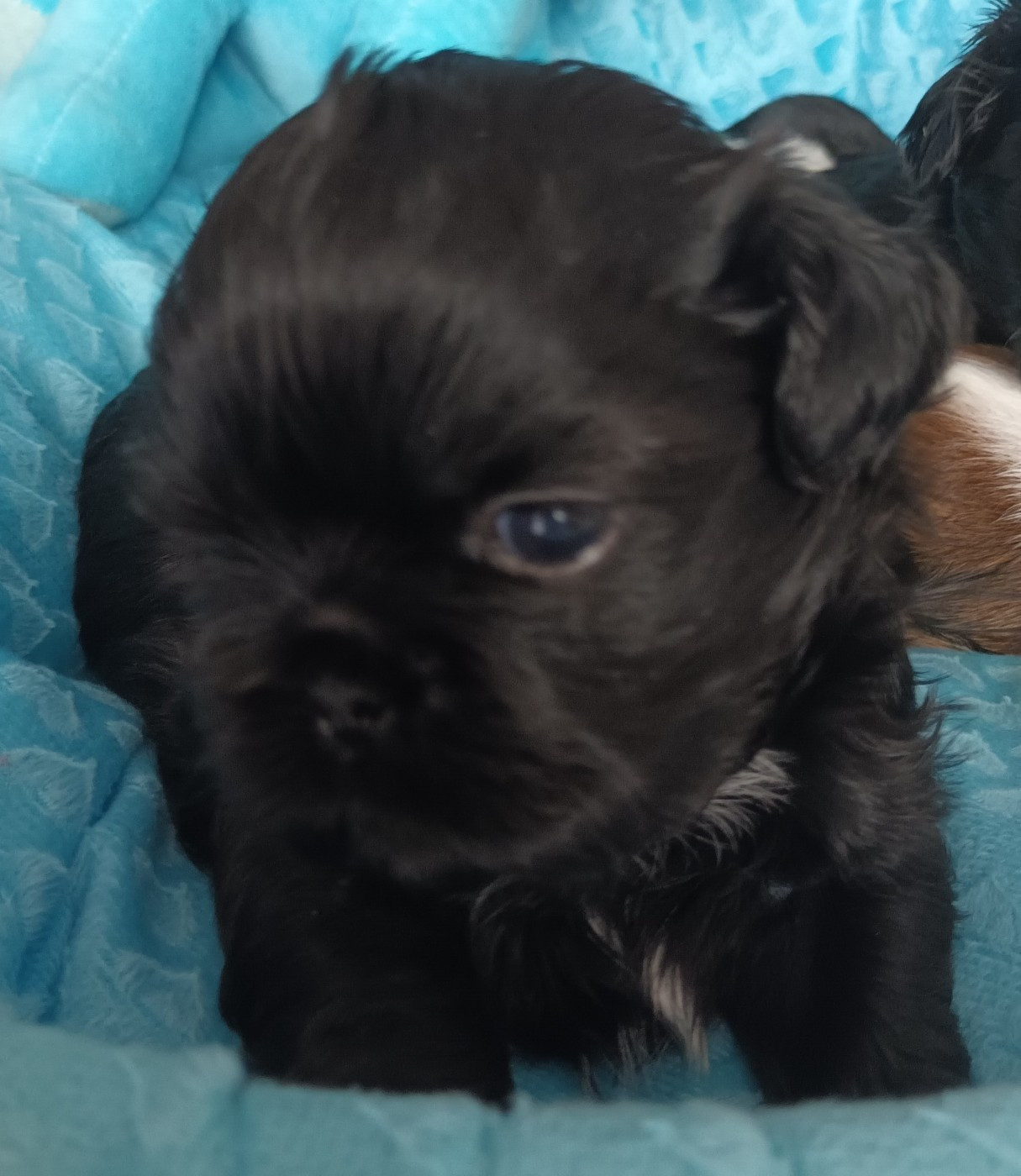 Le Palais De Shanghai - Chiots disponibles - Shih Tzu