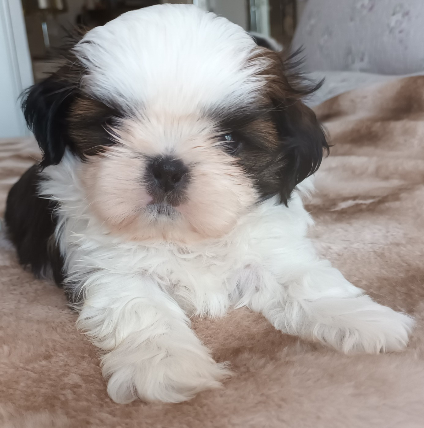 Le Palais De Shanghai - Chiots disponibles - Shih Tzu