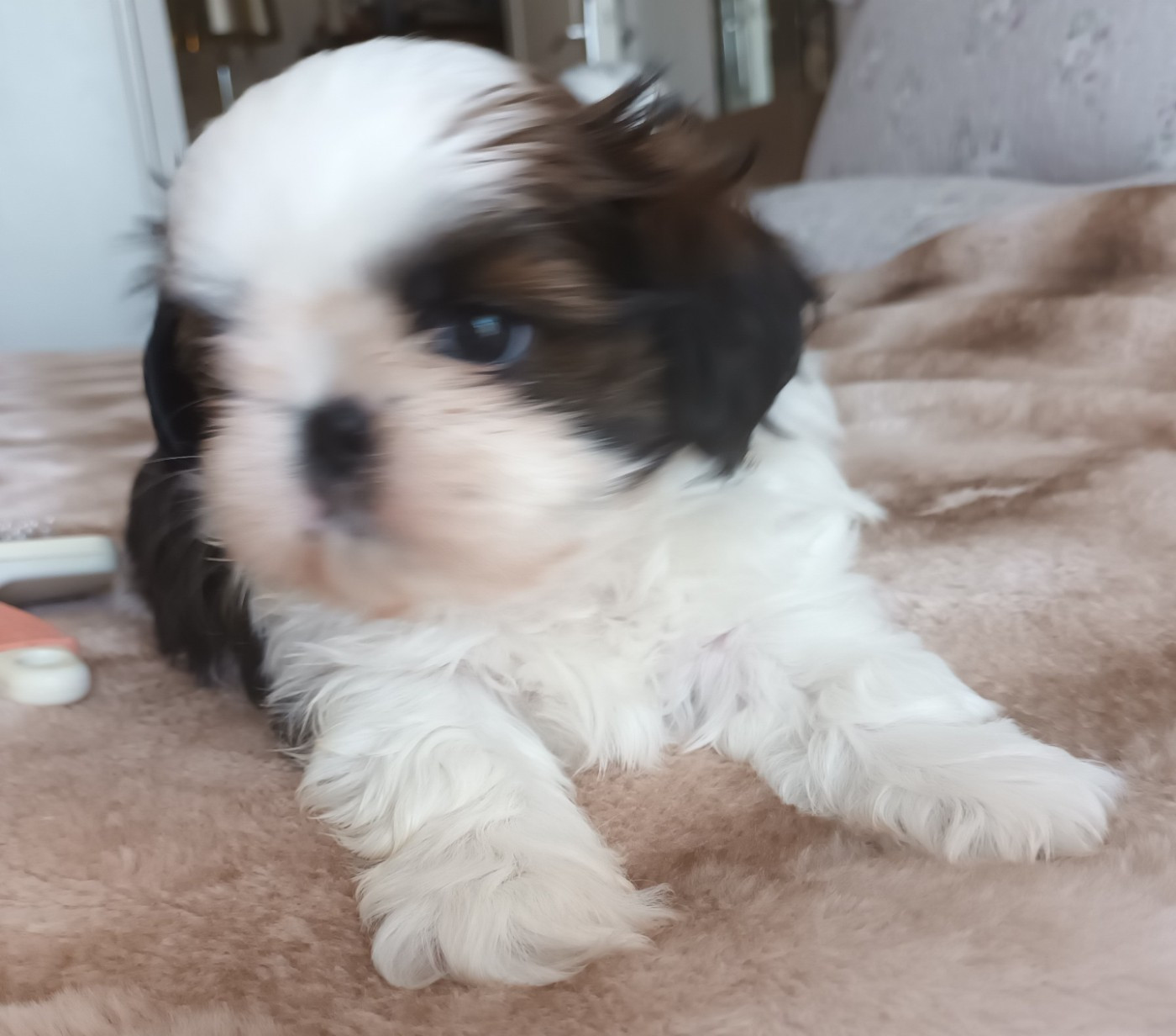 Le Palais De Shanghai - Chiots disponibles - Shih Tzu